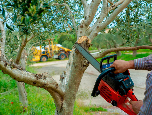 Professional Tree Service in Thornton, CO